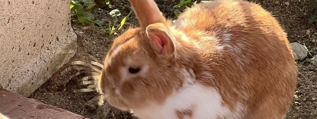 豆乳パンさんの壁紙画像