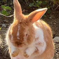 豆乳パンさんのアイコン画像