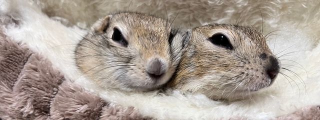 みつきくぅねるさんの壁紙画像