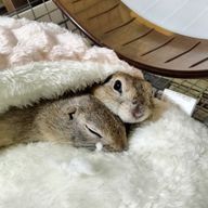 みつきくぅねるさんのアイコン画像