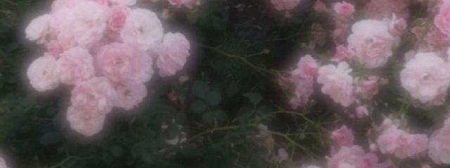 かわいい倶楽部👶🏻🎀さんの壁紙画像