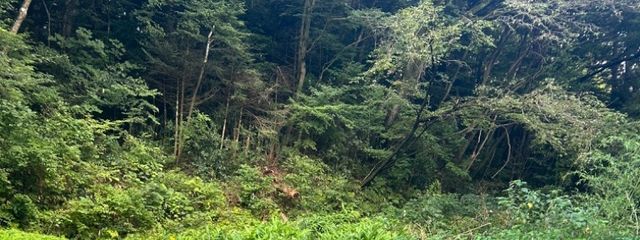 律子さんの壁紙画像