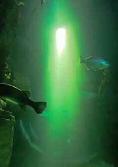 転生者、完全無双チートして軍パロいったら最強になりやした☆