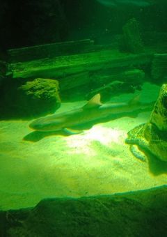 従兄弟に（特に兄に）溺愛されてるんですが《緑組》