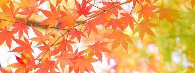 🍁秋風紅葉🍁さんの壁紙画像