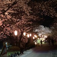 桜蘭さんのアイコン画像