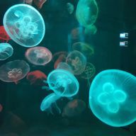 鳥さんのアイコン画像