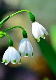 スノーフのイラスト晒しコーナー！