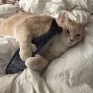 じゅぴさんのアイコン画像