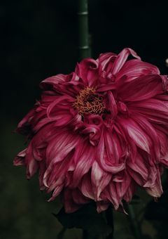 花言葉ヲ呪イニシテ。