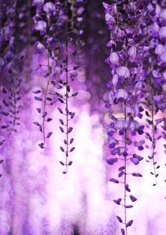 鬼滅の刃~散りゆく花と差し込む光~
