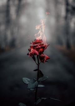 私の居場所はもう…