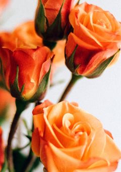 JKを養いたいお兄さんの話