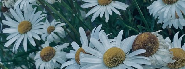 ガットネロさんの壁紙画像