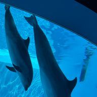 さーさんのアイコン画像