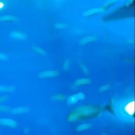 蜂蜜さんのアイコン画像