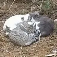 yasushinさんのアイコン画像