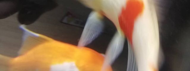 紅ベラちゃんさんの壁紙画像