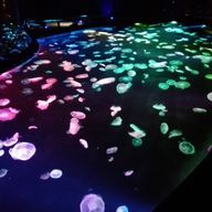 紅ベラちゃんさんのアイコン画像