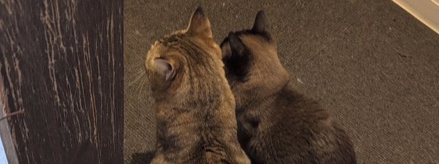  ほしねこ @低浮＆低更新さんの壁紙画像