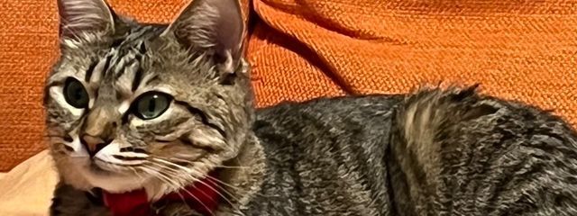 彩（投稿停止中）さんの壁紙画像