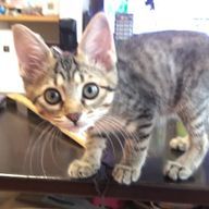 彩(投稿停止中)さんのアイコン画像