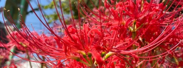 豆茶さんの壁紙画像