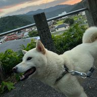 ここさんのアイコン画像