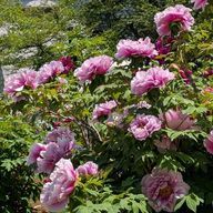 よっと《フォロセ完了》です🙇さんのアイコン画像