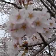 弥生さんのアイコン画像