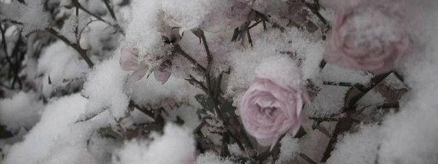  　　　　　𝘯𝘪𝘬𝘢　ྀིさんの壁紙画像