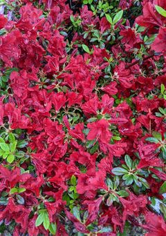 12歳キャラには,成人済の姉&兄がいて,高校生の姉もいた!?