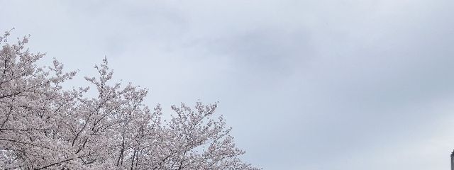 ほのかさんの壁紙画像