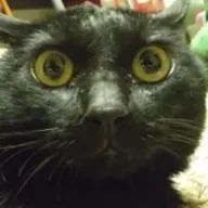 Yシャツ食べたいさんのアイコン画像