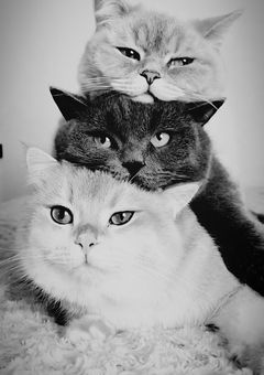 93年組の猫と俺