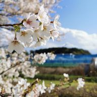 主食はプランクトンさんのアイコン画像