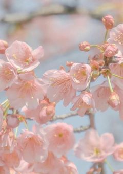 花組のトップお姫様
