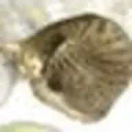 くるるさんのアイコン画像