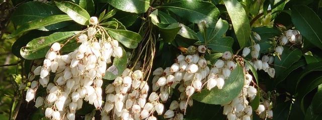 白田さんの壁紙画像