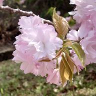 白田さんのアイコン画像