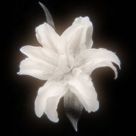 　ユリさんのアイコン画像