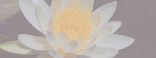 らんまるさんの壁紙画像