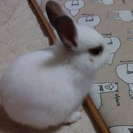 らんまるさんのアイコン画像