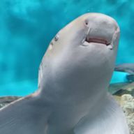 名乗るほどのものではないさんのアイコン画像