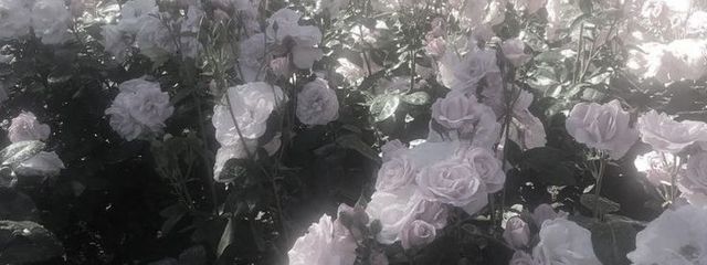 毎日が誕生日さんの壁紙画像