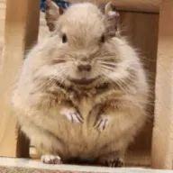 やまちゃまさんのアイコン画像