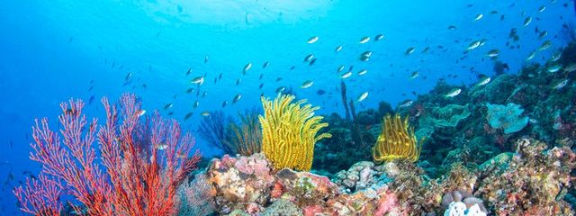 水中を泳ぐ猫(=ﾟωﾟ=)さんの壁紙画像