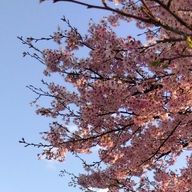 JKな元気な子さんのアイコン画像