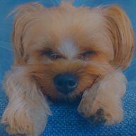 おゆさんのアイコン画像