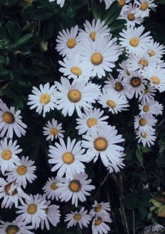 #　ハ マ ギ ク が 咲 く 場 所 で .